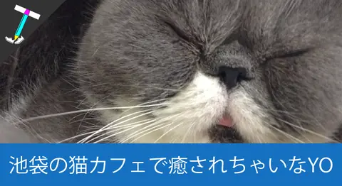 Featured image of post 【きゃわわ☆】池袋の猫カフェはここで決まり！猫カフェ「ねころび」行ってきた♪