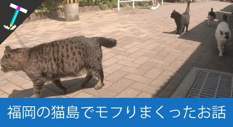 Featured image of post 福岡・北九州の猫島「藍島」に行って癒されてきた