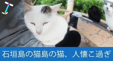 Featured image of post 石垣島の猫島「南ぬ浜町」は野良猫たちの楽園だった