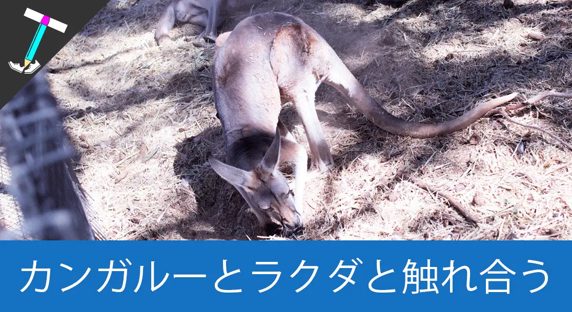 Featured image of post 【エアーズロックリゾート】無料バスでふらっと行けちゃう「Uluru Camel Tours(ウルルキャメルツアーズ)」でカンガルーとラクダと戯れよう【近場】
