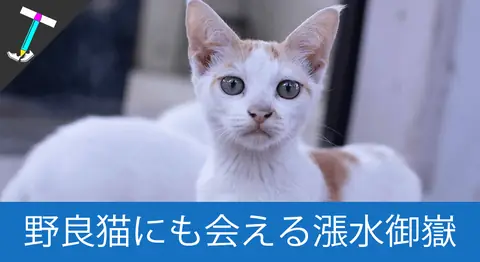 Featured image of post 宮古島の「漲水御嶽」で旅行の安全を祈ろう【野良猫スポット】