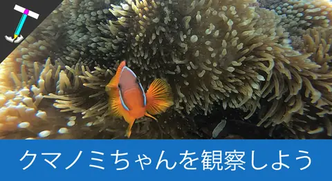 Featured image of post 来間島「タコ公園下ビーチ」のシュノーケリングでニモを観察