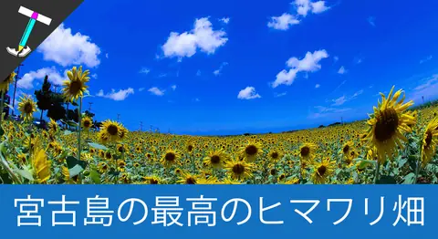 Featured image of post 宮古島空港近くのひまわり畑が絶景でインスタ映え【沖縄旅行】