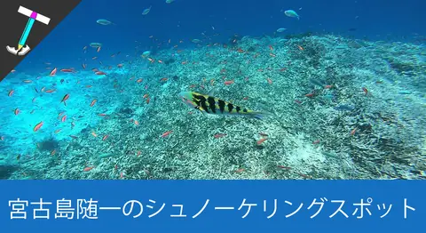 Featured image of post 宮古島「八重干瀬」のシュノーケリングでウミガメに会える