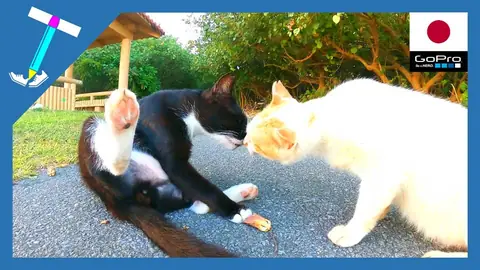 Featured image of post 毛づくろいしながら鼻チューする仲良し猫ちゃんコンビ【石垣島】