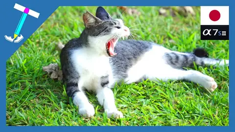 Featured image of post 芝生であくびをぶちかます野良猫様【石垣島の野良猫動画】