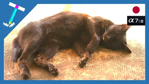 Featured image of post ベロをしまい忘れてテーブルで爆睡する子猫様【石垣島の野良猫】