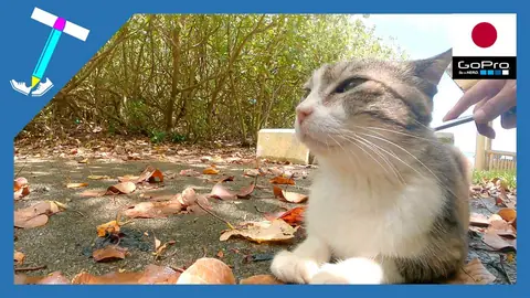 Featured image of post 綺麗な横顔をした野良猫様【石垣島の野良猫動画】