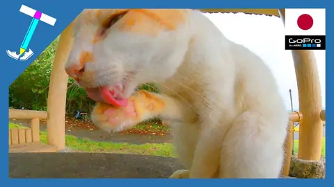 Featured image of post カメラを気にせず肉球をペロペロする猫様【石垣島の野良猫】