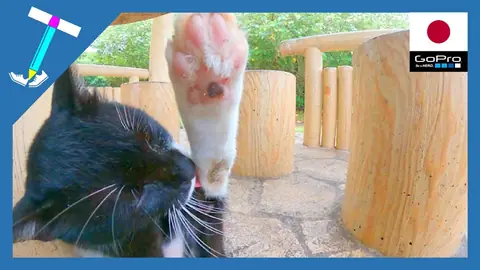 Featured image of post 足をピーンと伸ばして毛づくろいする猫様【石垣島の野良猫】