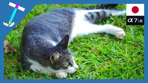 Featured image of post 芝生のベッドでゴロニャンする野良猫様【石垣島の野良猫動画】