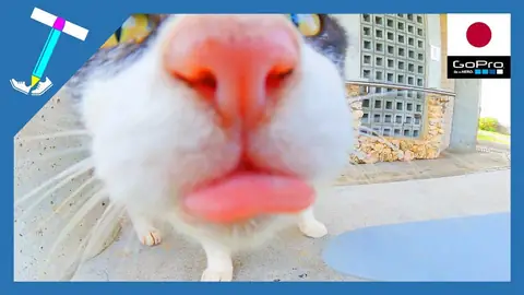 Featured image of post GoProに近寄り過ぎて舌が丸見えの猫ちゃん【石垣島の野良猫】