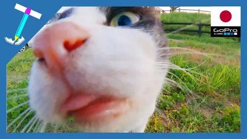 Featured image of post GoProに近寄りすぎたピンクお鼻の猫ちゃん【石垣島の野良猫動画】