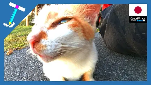 Featured image of post 寄り添って一緒に夕日を眺めてくれる優しい野良猫様【石垣島】