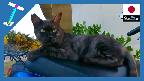 Featured image of post 【沖縄 石垣島 野良猫動画】わいのバイクが猫ちゃんに盗まれた件