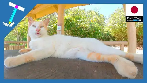Featured image of post テーブルの上を占領してくつろぐ猫様【石垣島の野良猫動画】
