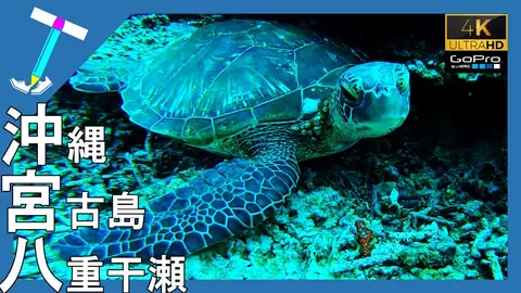 Featured image of post 宮古島の八重干瀬シュノーケリングが最高すぎた【ニモもウミガメも】