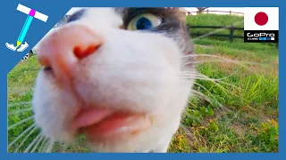 【沖縄 石垣島 野良猫動画】Short distance cute stray cat | GoProに近寄りすぎた綺麗なピンクお鼻の可愛い猫ちゃん【癒し動物動画】